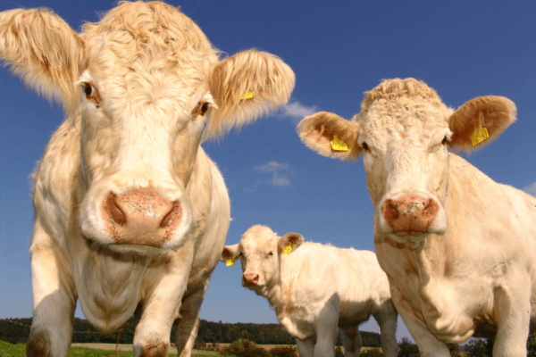 field-meadow-cattle-pasture-grazing-mammal-676673-pxhere