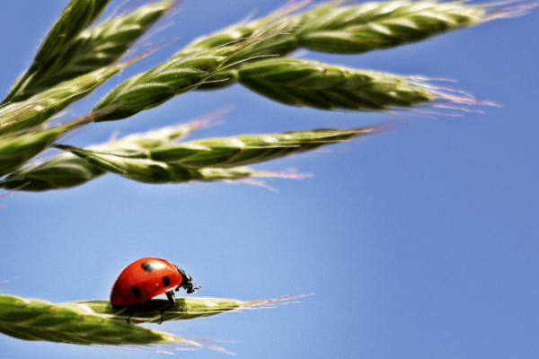 nature-branch-bird-plant-sky-grain-600324-pxhere